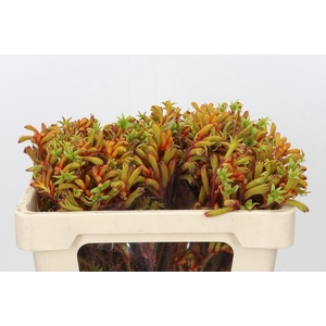 Anigozanthos Flavidus Bush Tango