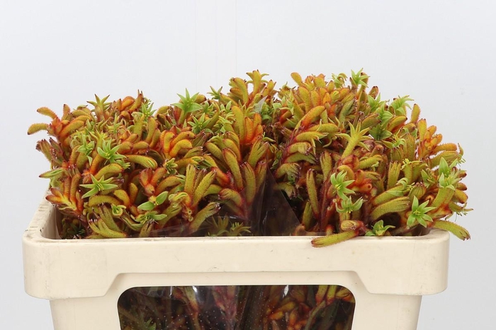 <h4>Anigozanthos Flavidus Bush Tango</h4>