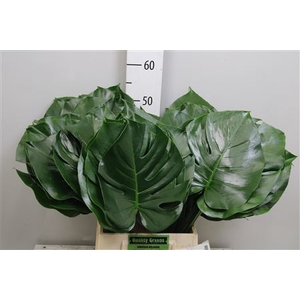 Monstera Blad 23cm