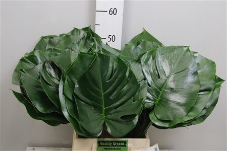 <h4>Monstera Blad 23cm</h4>
