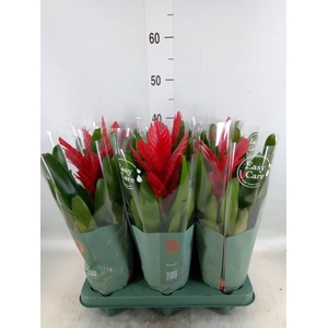 Vriesea  'Intenso Red'