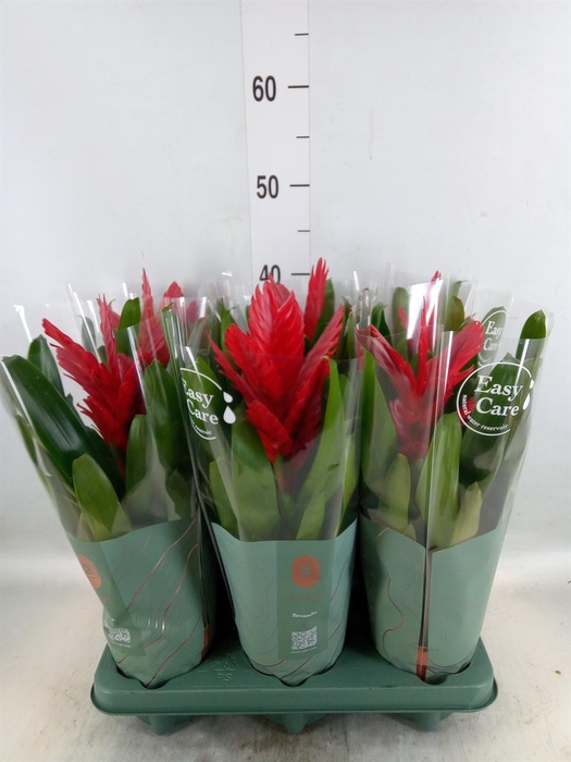 <h4>Vriesea  'Intenso Red'</h4>