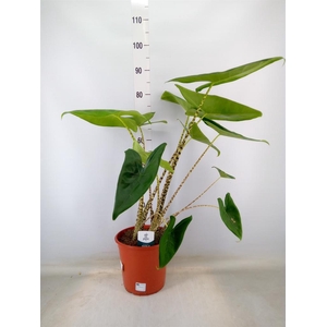 Alocasia zebrina