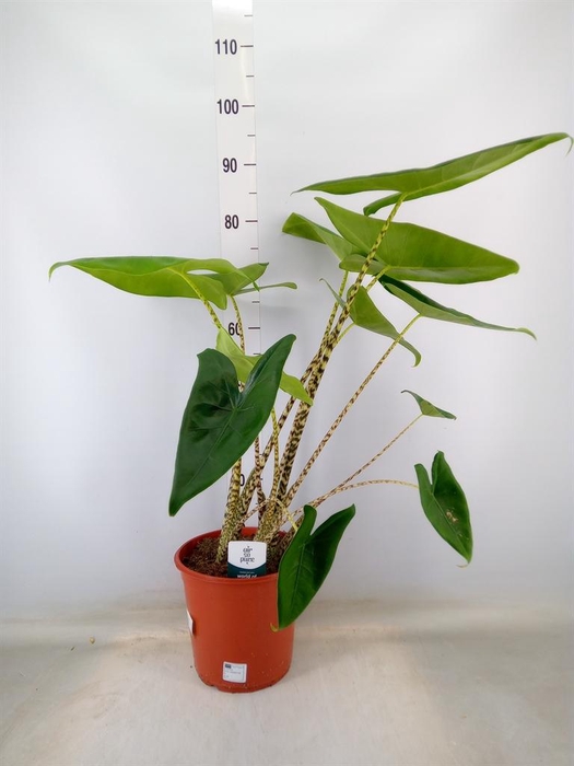 <h4>Alocasia zebrina</h4>