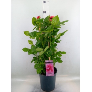 Rosa FL 'Pearl Select'