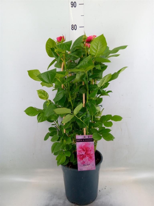 <h4>Rosa FL 'Pearl Select'</h4>
