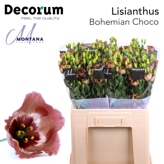 <h4>Lisianthus Bohemian choco 60cm</h4>