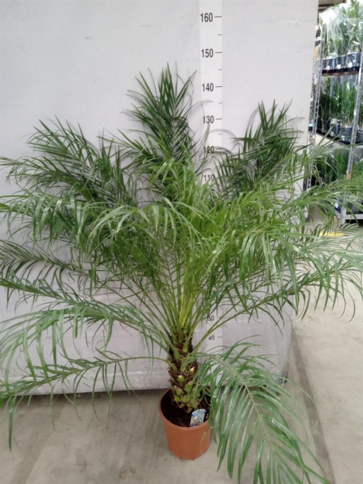 <h4>Phoenix roebelenii</h4>