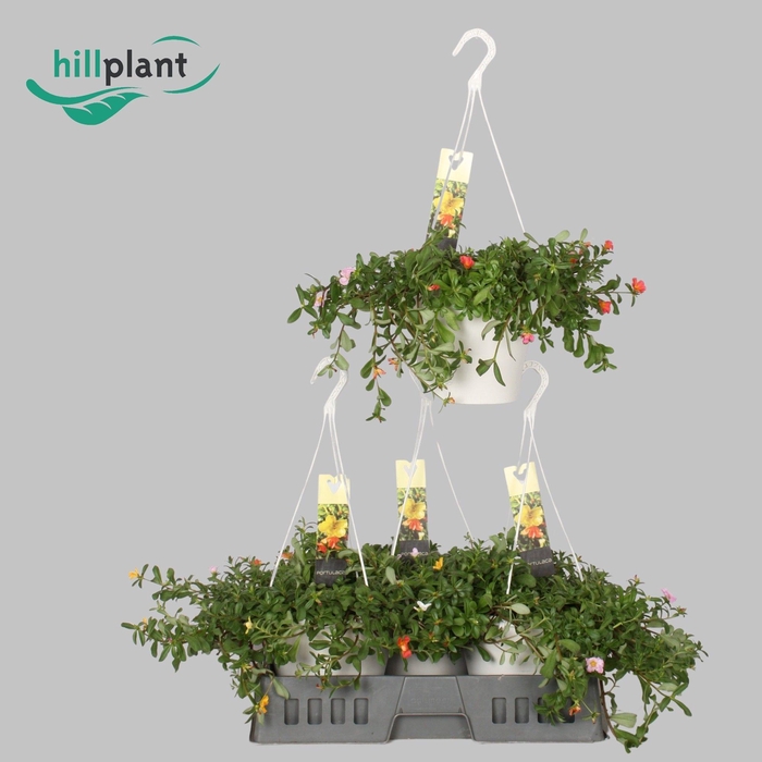 <h4>Portulaca gemengd in pot 21 cm Hangpot</h4>