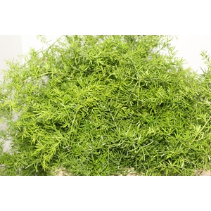 FOLHAGEM ASPARGO ALFINETE