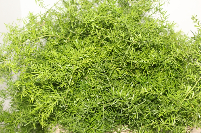 <h4>FOLHAGEM ASPARGO ALFINETE</h4>