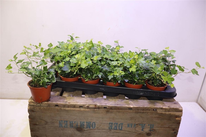 <h4>arr8 Hed He Wonder</h4>