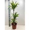 Dra De Lemon Lime 75-30-15 Cm