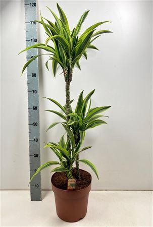 Dra De Lemon Lime 75-30-15 Cm