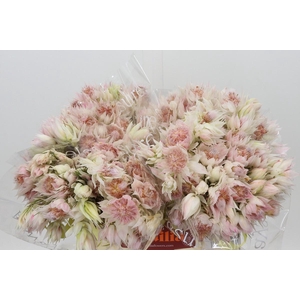 Blushing Bride 4/6 Flowers
