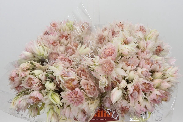 <h4>Blushing Bride 4/6 Flowers</h4>