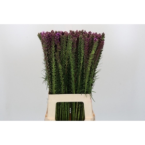 LIATRIS SPICATA