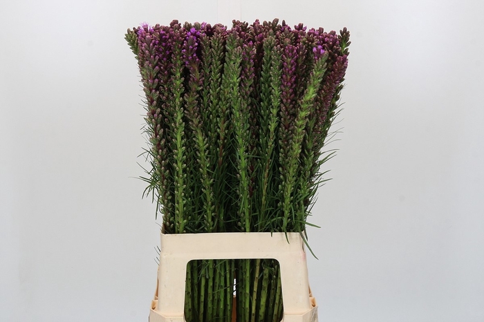<h4>LIATRIS SPICATA</h4>