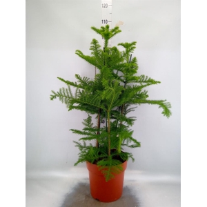 Araucaria heterophylla