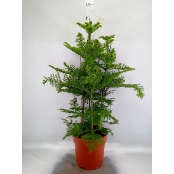<h4>Araucaria heterophylla</h4>