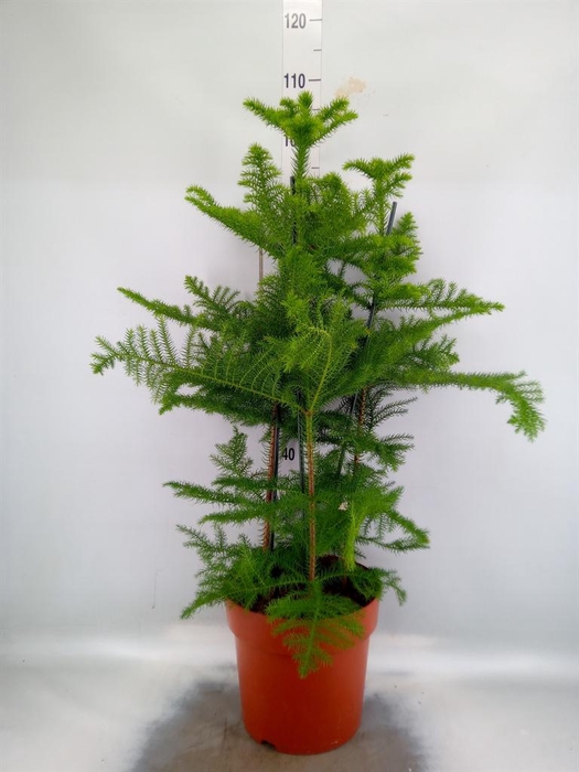 Araucaria heterophylla
