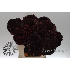 Hydrangea mag ruby red classic purple