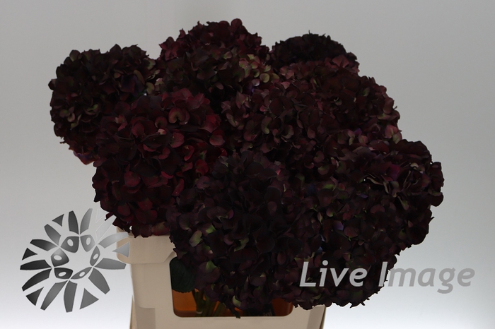 <h4>Hydrangea mag ruby red classic purple</h4>