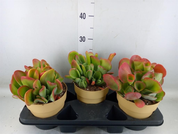 <h4>Kalanchoe NF   ...</h4>