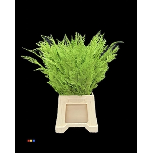 ŽŽŽ Conifers DYED Green