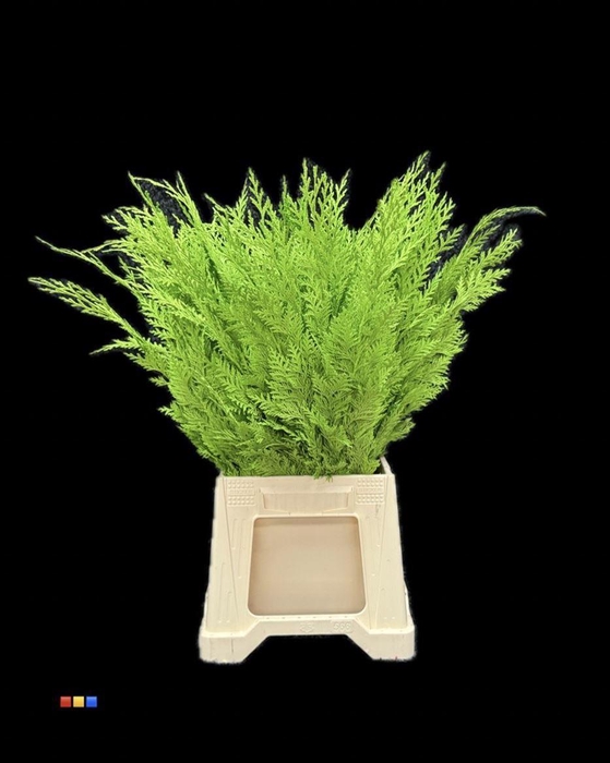 <h4>Conifers DYED Green</h4>