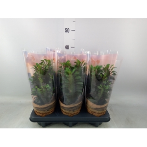 Euphorbia trigona 'Rubra'