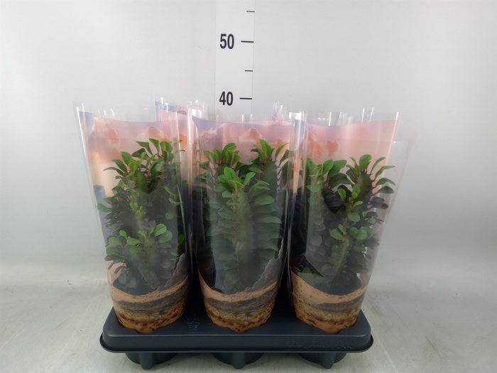 <h4>Euphorbia trigona 'Rubra'</h4>