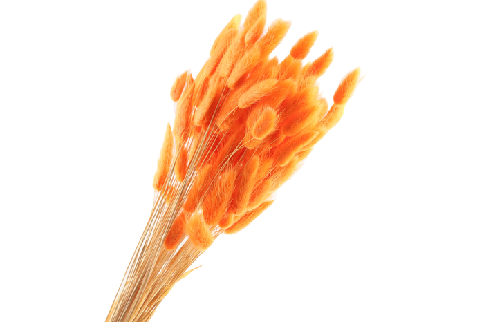 <h4>Lagurus Orange</h4>