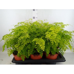 Adiantum raddi. 'Fragrans'