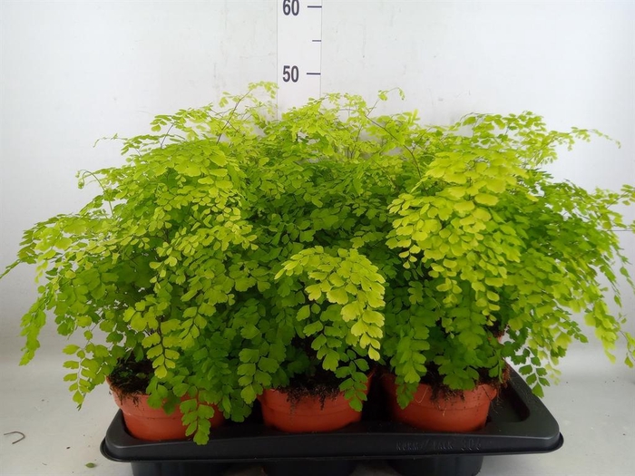 <h4>Adiantum raddi. 'Fragrans'</h4>