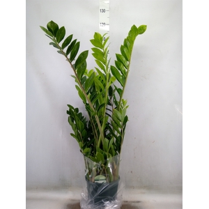Zamioculcas zamiifolia