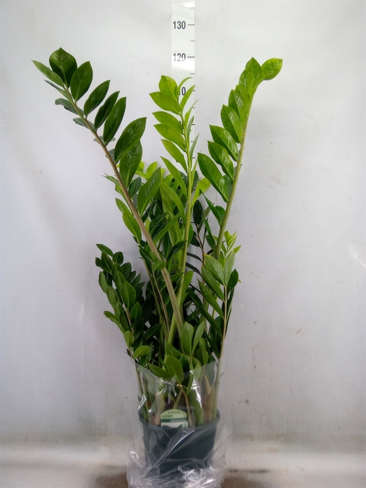 <h4>Zamioculcas zamiifolia</h4>