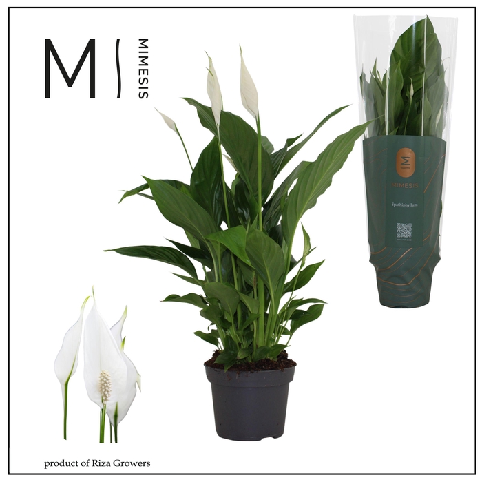 <h4>Spathiphyllum Strauss Mimesis</h4>