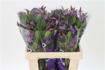 <h4>Clematis Amazing Rome Purple</h4>