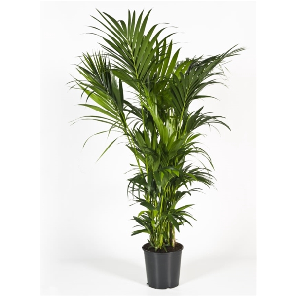 <h4>Howea forsteriana 180cm (Kentia)</h4>