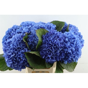 Hydr M Pimpernel Blue 60-20