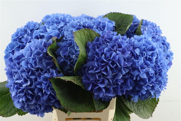 <h4>Hydr M Pimpernel Blue 60-20</h4>