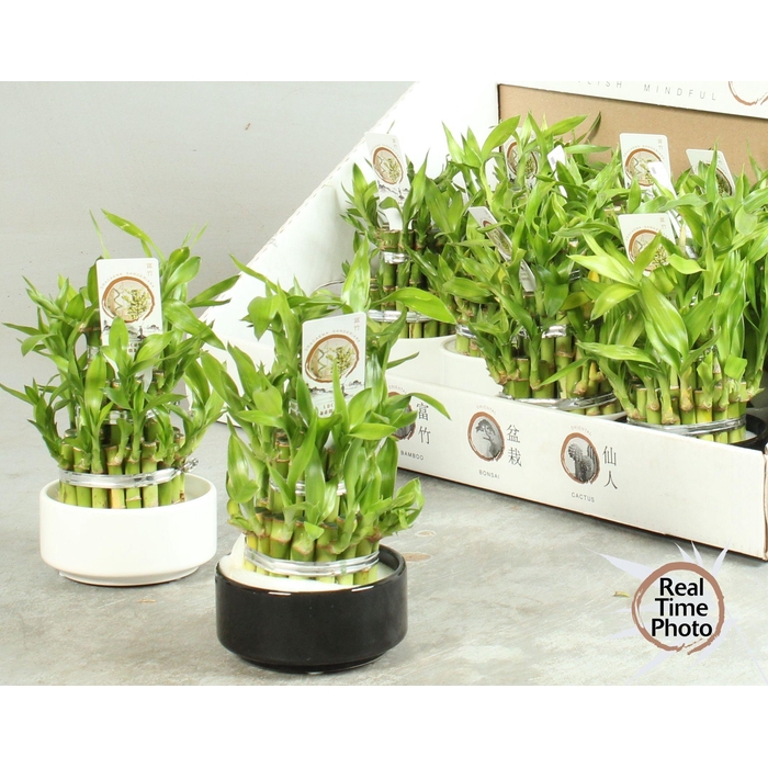 <h4>DRA LUCKY BAMBOO</h4>