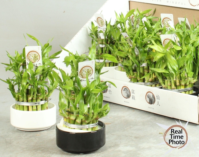 <h4>DRA LUCKY BAMBOO</h4>