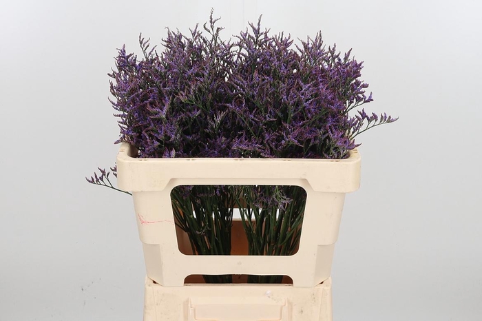 <h4>Lim Saf Dark Blue</h4>