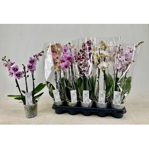 PHAL GEM