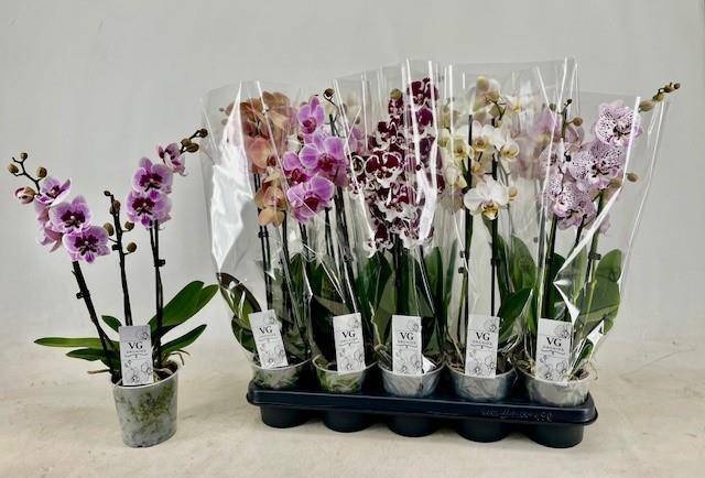 <h4>PHAL GEM</h4>