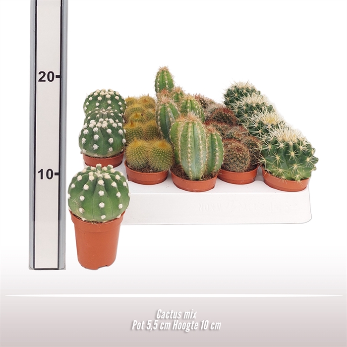 <h4>Cactus gemengd</h4>