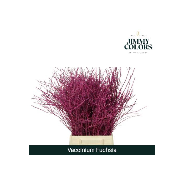 <h4>Vaccinium L50 Klbh. Fuchsia</h4>