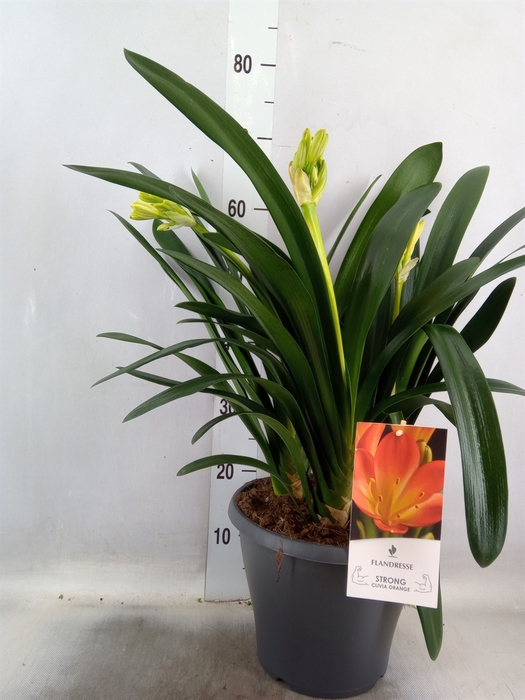 <h4>Clivia miniata</h4>